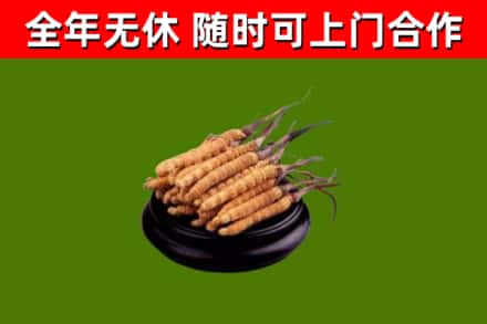 天祝烟酒回收冬虫夏草.jpg